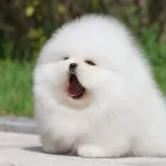 Bulut Gibi Beyaz Pomeranian