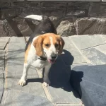 💛 Sevgi Dolu 5 Yaşında Beagle Kızımıza Sıcak Bir Yuva Arıyoruz 💛