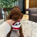 Tatlı Toy Poodle Yavrular Yeni Yuvasını Arıyor