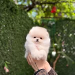 Minik Patili Sevimli Pomeranian
