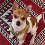5 Aylık Chihuahua Yeni Yuva Aranıyor