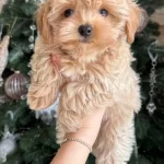 Tatlı Mı Tatlı Maltipoo Yavruları