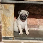 Irk Garantili Pug Yavruları