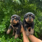 Irk Garantili Rottweiler Yavruları