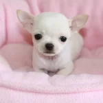 Irk Garantili Chihuahua Yavrulari