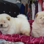 Harika Chow Chow Yavrulari