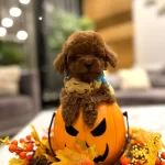 Mini Toy Poodle Lar  Yeni Yuvalarına Gitmeye Hazır