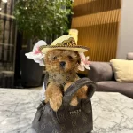 Tatlı Mini Toy Poodle Yavrular