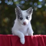 Özel Border Collie Yavrulari
