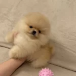 Seçme Kalite Pomeranian Boo Yavruları