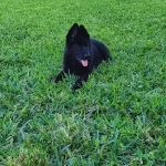 Siyah Alman Çoban Köpeği Yavrulari