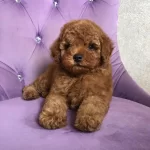 Toy Poodle Yavrulari
