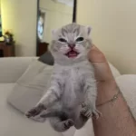 Safkan British Shorthair Yavru Kedilerimiz Ve Annesi Yeni Yuvasini Ariyor