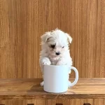 Teacup Maltese  Bebeklerimiz