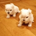Minnak Maltese Bebeklerimiz