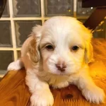 Ev  Doğumu Maltipoo Bebeklerimiz