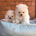 Irk Garantili Pomeranian Yavruları