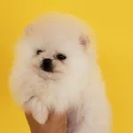 Irk Garantili Pomeranian Yavruları