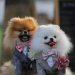 Pomeranian Boo Yavrulari