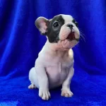 French Bulldog Yavrulari