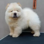 Irk Garantili Chow Chow Yavrulari
