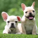 Exotic French Bulldog Yavrulari