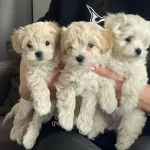 Dünya Tatlisi Maltipoo Yavrulari
