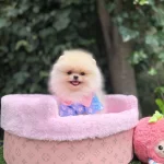 Orjinal Teacüp Pomeranian