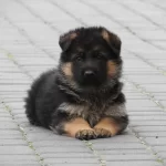 Alman Çoban Köpeği Yavruları