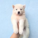 Beyaz Husky Sibirya Yavrulari