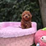 Orjinal Teacüp Poodle
