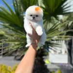 Orjinal Ayı Surat Pomeranian
