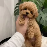 Orjinal Maltipoo Bebeklerimiz Yeni Aileleriyle Tanışmayı Bekliyor