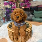Irk Ve Sağlık Garantili Toy Poodle Bebekler