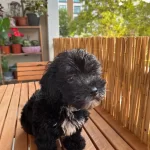 Minyatür Toy Poodle Erkek 3 Aylık