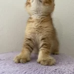Yeni Yuvalarını Bekliyorlar