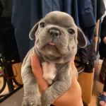 French Bulldog Yavrularımız Teslim Edilmeye Hazırdır