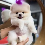 Orjinal Ayı Surat Pomeranian