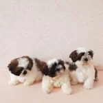 Irk Garantili Shih Tzu Yavrulari