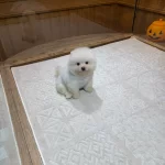 Orjinal Ayı Surat Pomeranian