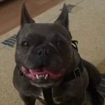 Sevimli Dişi French Bulldog