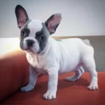 French Bulldog Yavruları