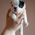 French Bulldog Yavrulari
