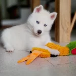 Irk Garantili Husky Sibirya Yavrulari
