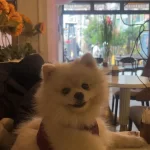 Pomerian Boo Dişi Sevecen