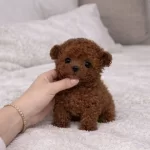 Mikro Toy Poodle Yavrumuz