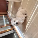 10 Aylık Maltipoo Sahiplendirme