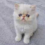 İran Persian Show Kalite