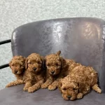 Toy Poodle Kurabiyelerimiz Mezitli