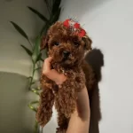 Premium Kalitede Toy Poodle Bebeklerimiz Yeni Ailelerini Bekliyor